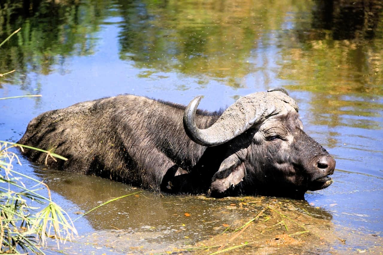 Best motorbike motorcycle adventure off-road tours safaris Tanzania 4strokemaasai Limited Serengeti National parks