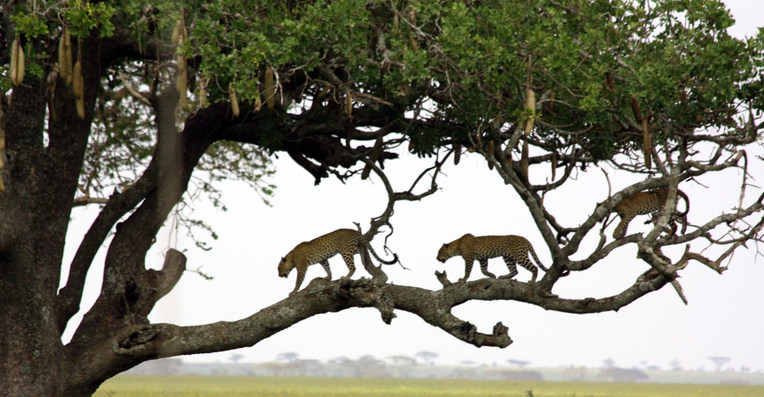 Best motorbike motorcycle adventure off-road tours safaris Tanzania 4strokemaasai Limited Serengeti National parks 7-day Tanzania safari