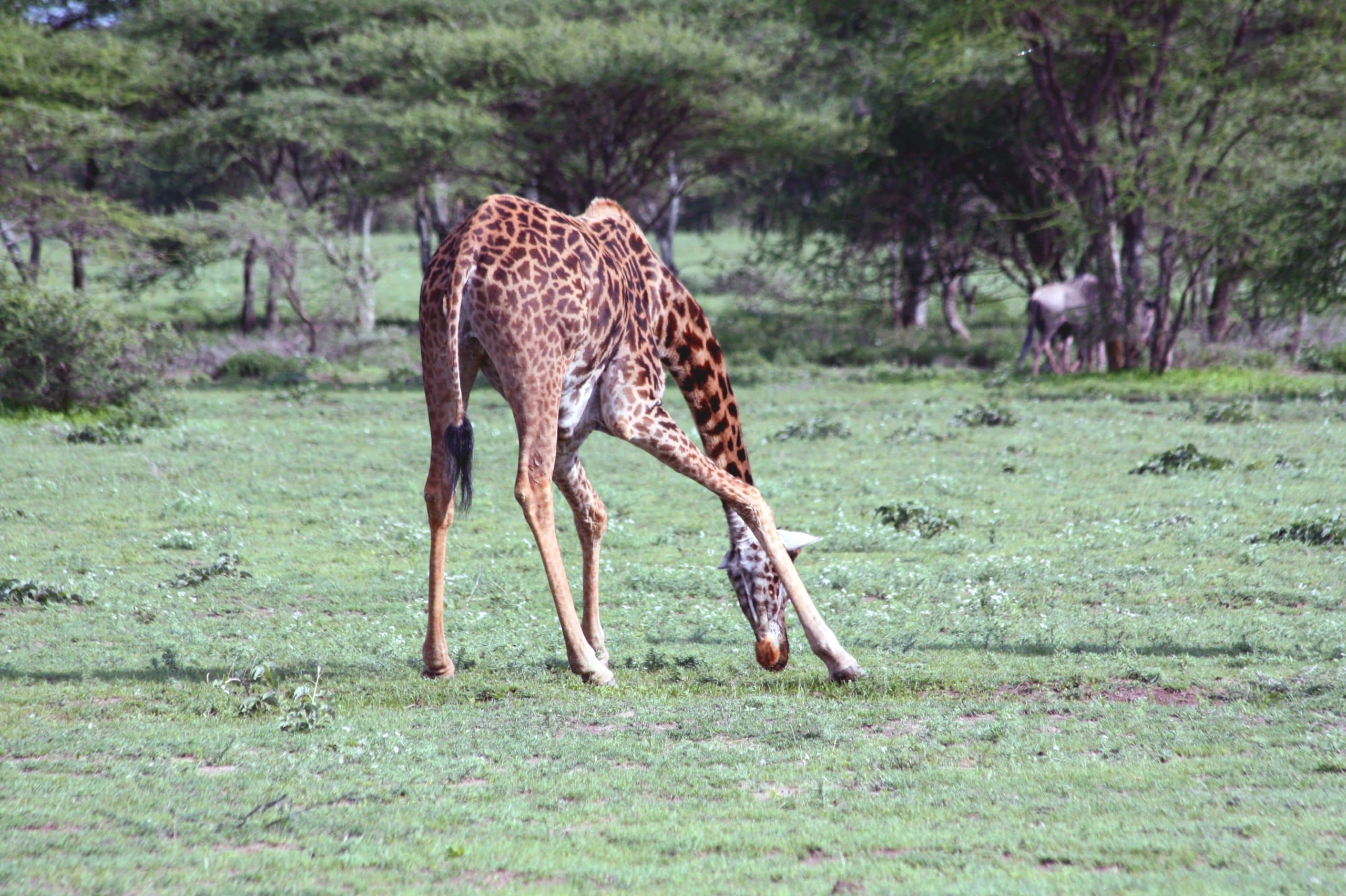 Best motorbike motorcycle adventure off-road tours safaris Tanzania 4strokemaasai Limited Serengeti National parks