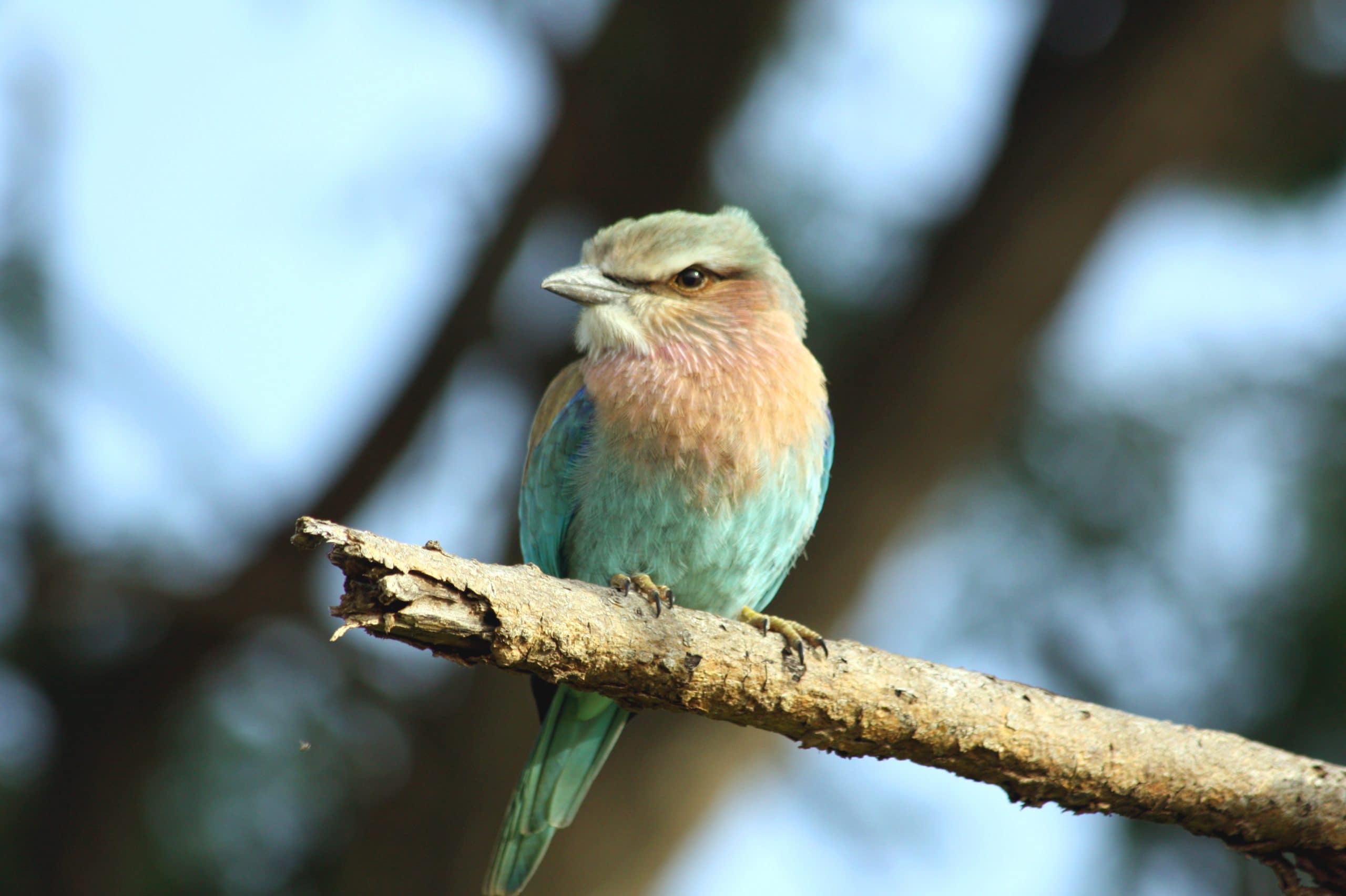 Best motorbike motorcycle adventure off-road tours safaris Tanzania 4strokemaasai Limited Serengeti National parks