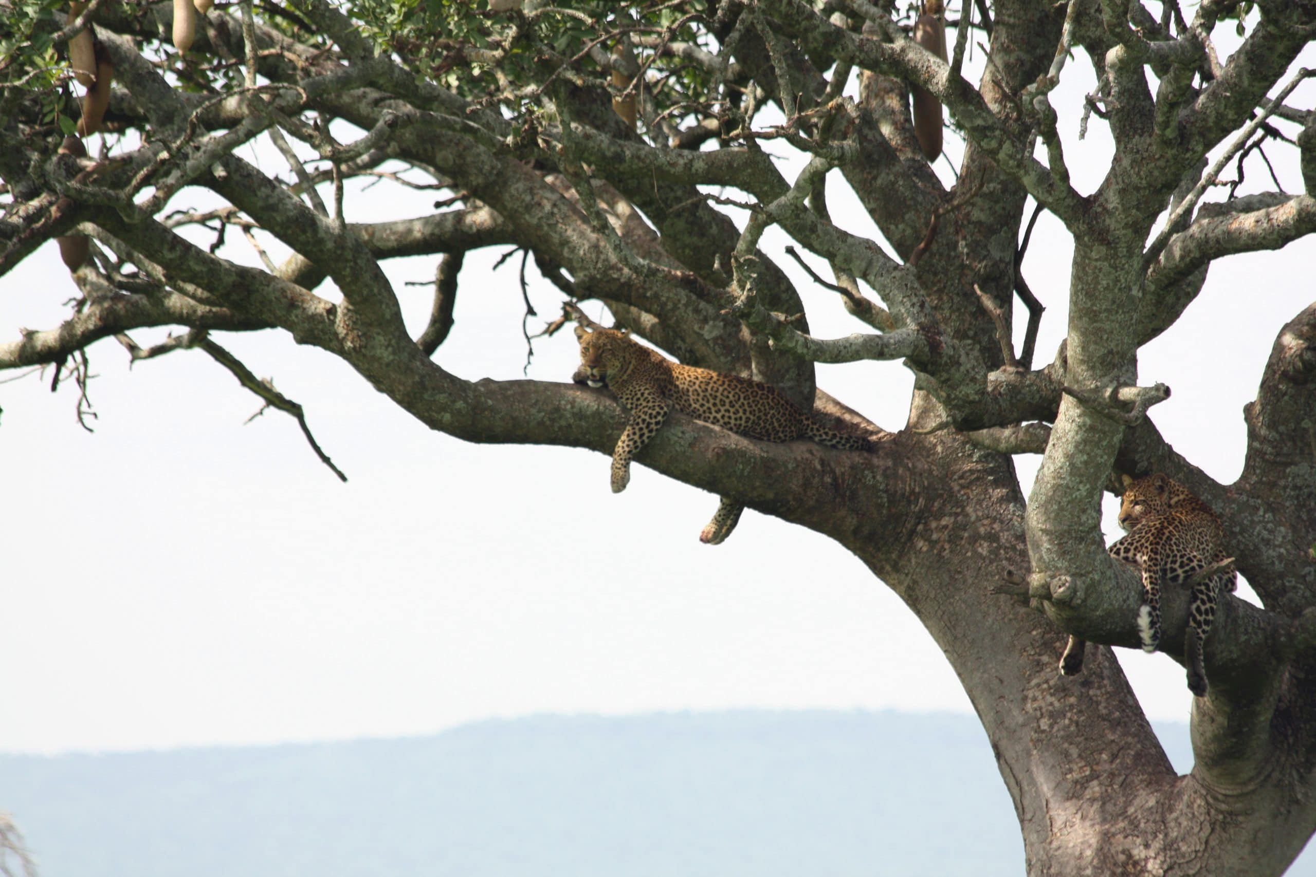 Best motorbike motorcycle adventure off-road tours safaris Tanzania 4strokemaasai Limited Serengeti National parks