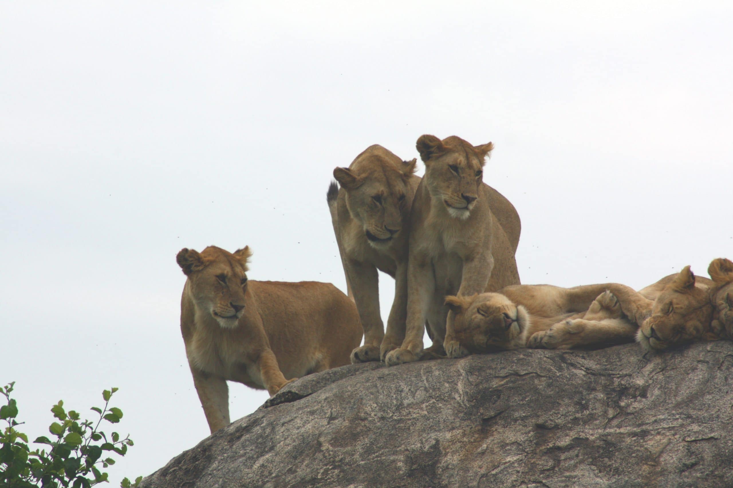 Best motorbike motorcycle adventure off-road tours safaris Tanzania 4strokemaasai Limited Serengeti National parks