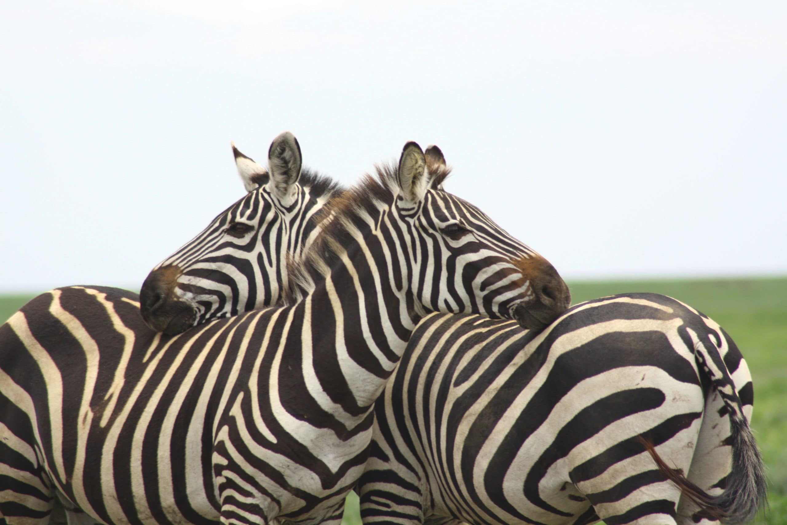 Best motorbike motorcycle adventure off-road tours safaris Tanzania 4strokemaasai Limited Serengeti National parks