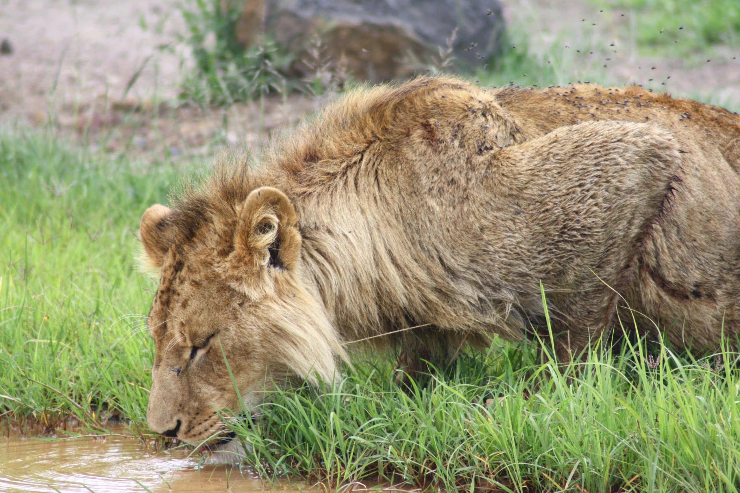 Best motorbike motorcycle adventure off-road tours safaris Tanzania 4strokemaasai Limited Serengeti National parks