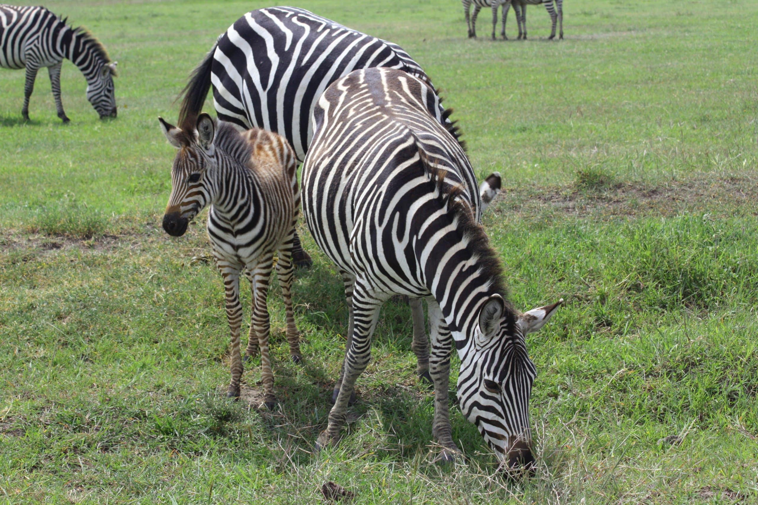 Best motorbike motorcycle adventure off-road tours safaris Tanzania 4strokemaasai Limited Serengeti National parks