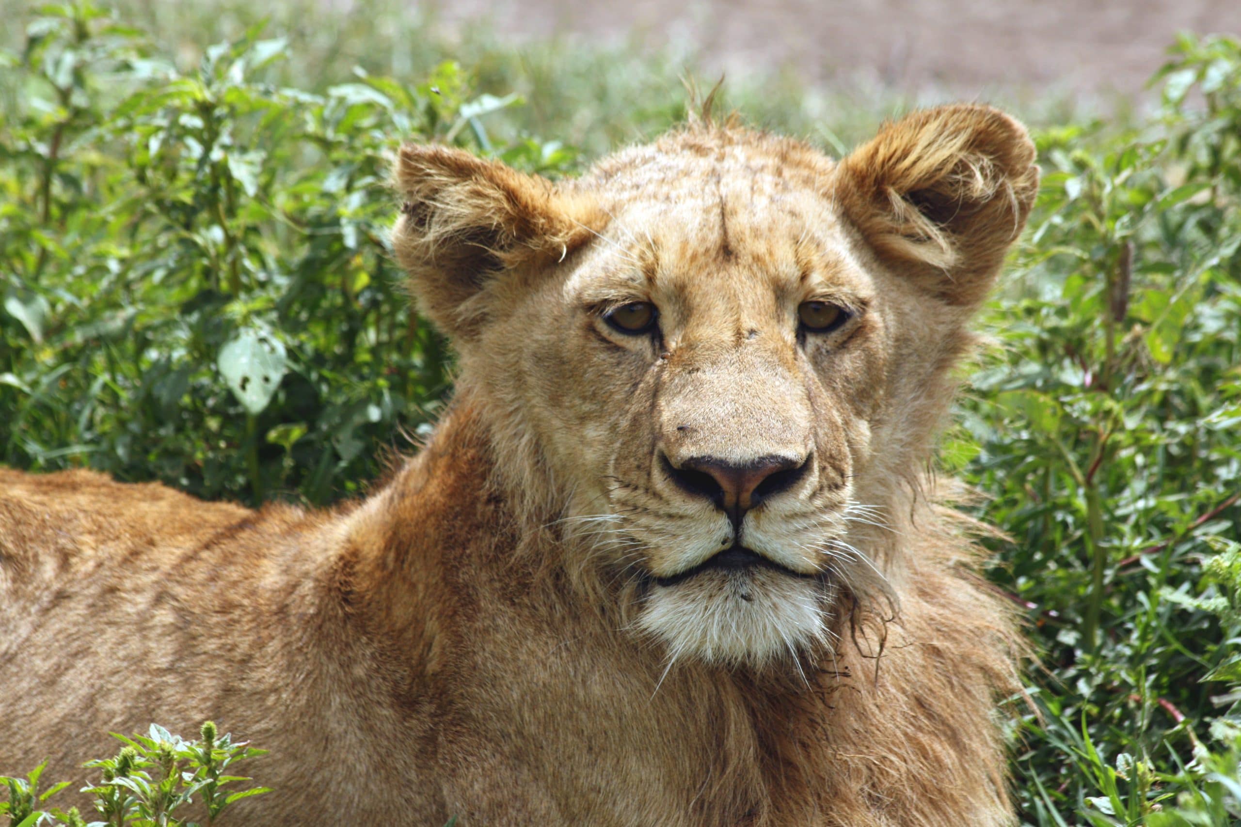 Best motorbike motorcycle adventure off-road tours safaris Tanzania 4strokemaasai Limited Serengeti National parks