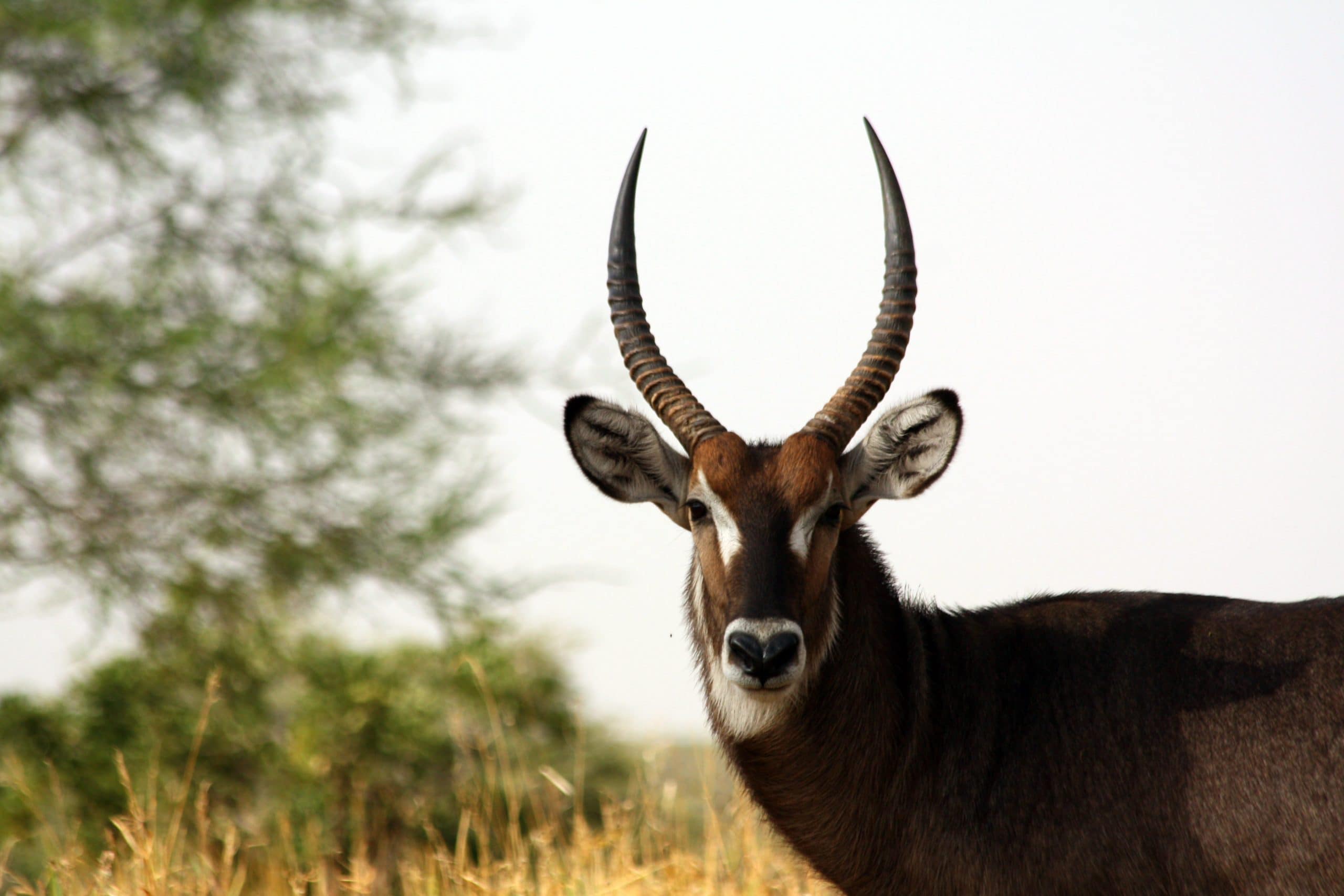 Best motorbike motorcycle adventure off-road tours safaris Tanzania 4strokemaasai Limited Serengeti National parks