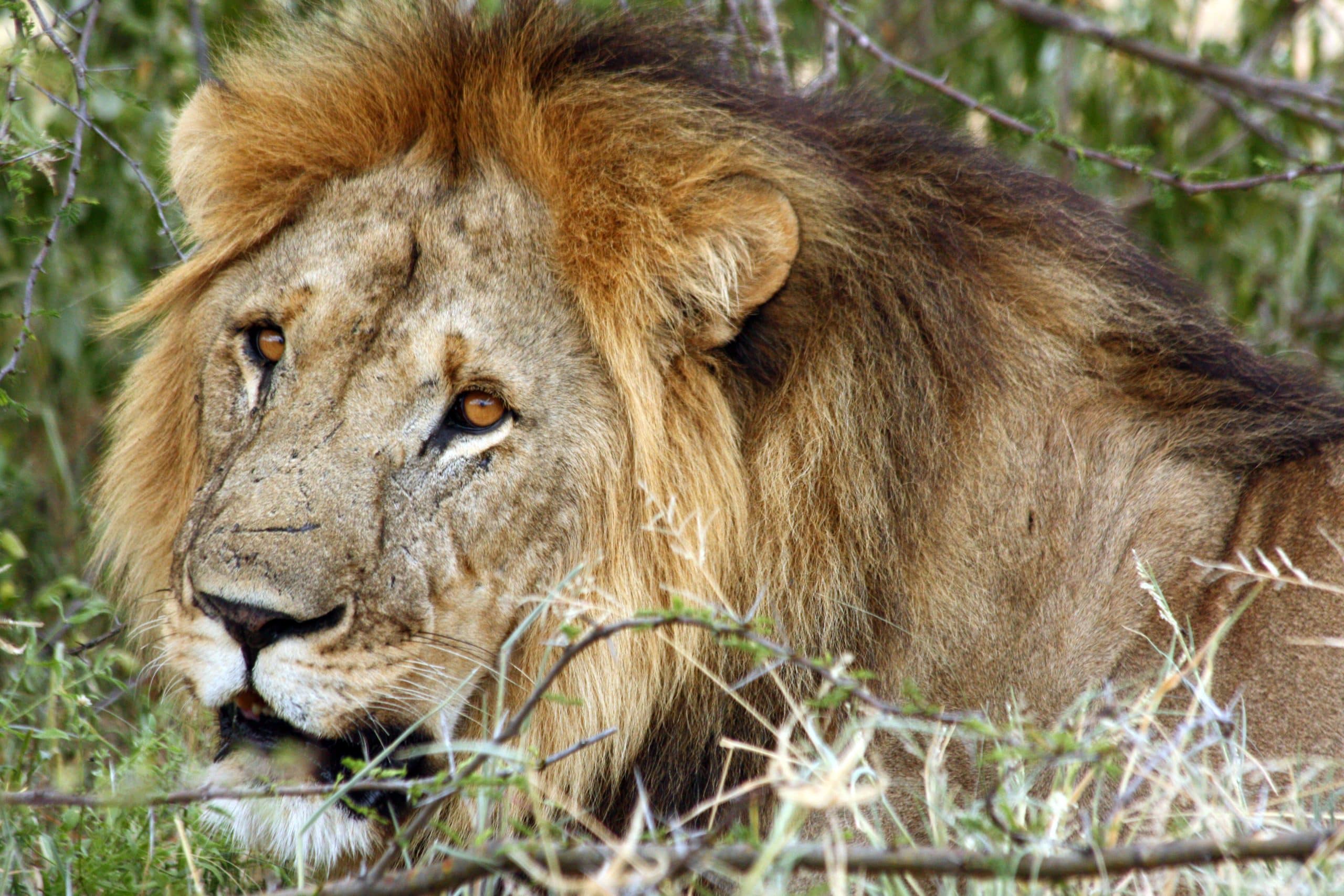 Best motorbike motorcycle adventure off-road tours safaris Tanzania 4strokemaasai Limited Serengeti National parks