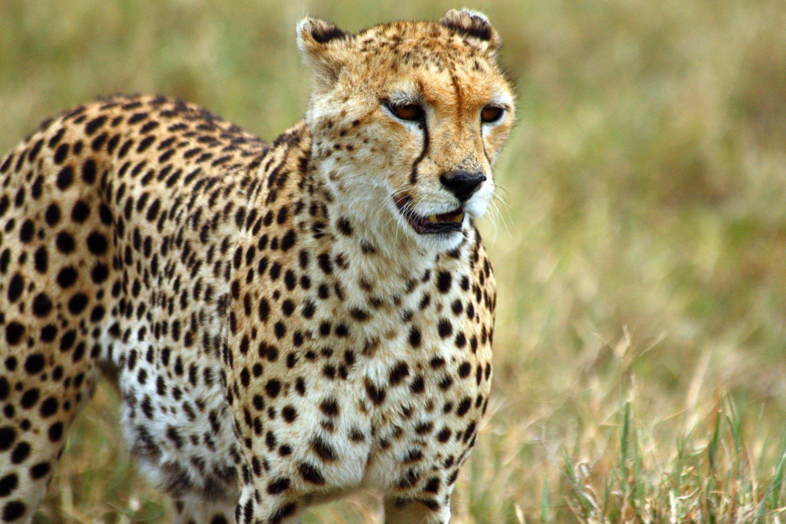 Best motorbike motorcycle adventure off-road tours safaris Tanzania 4strokemaasai Limited Serengeti National parks