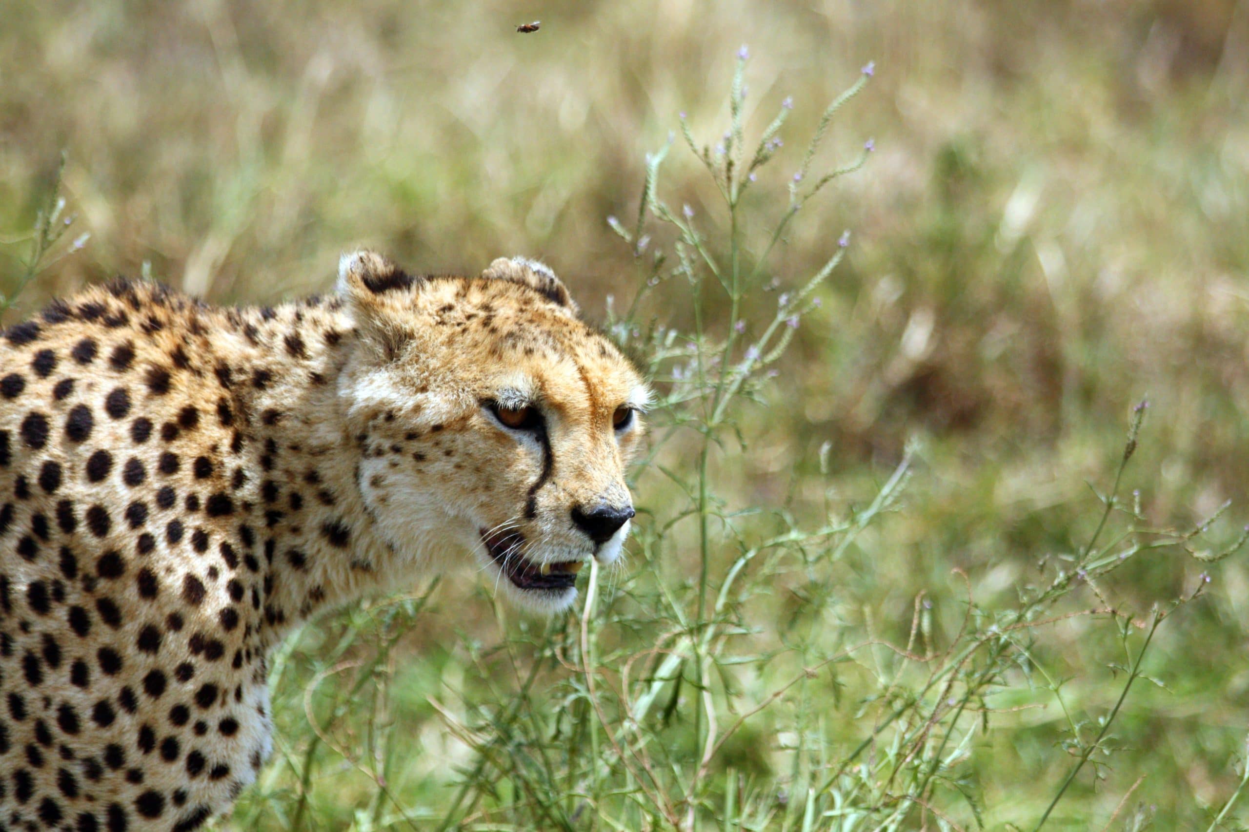 Best motorbike motorcycle adventure off-road tours safaris Tanzania 4strokemaasai Limited Serengeti National parks