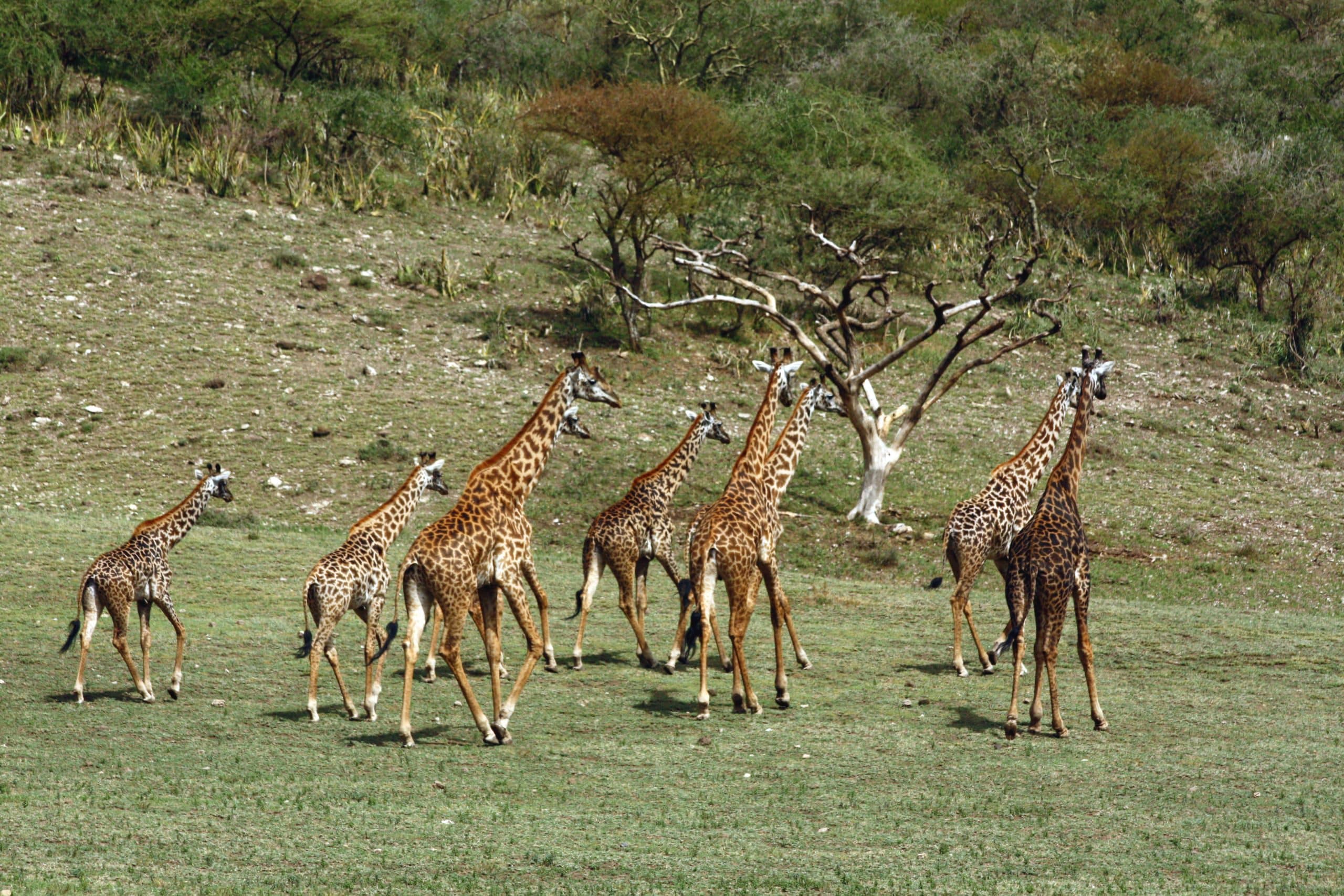 Best motorbike motorcycle adventure off-road tours safaris Tanzania 4strokemaasai Limited Serengeti National parks