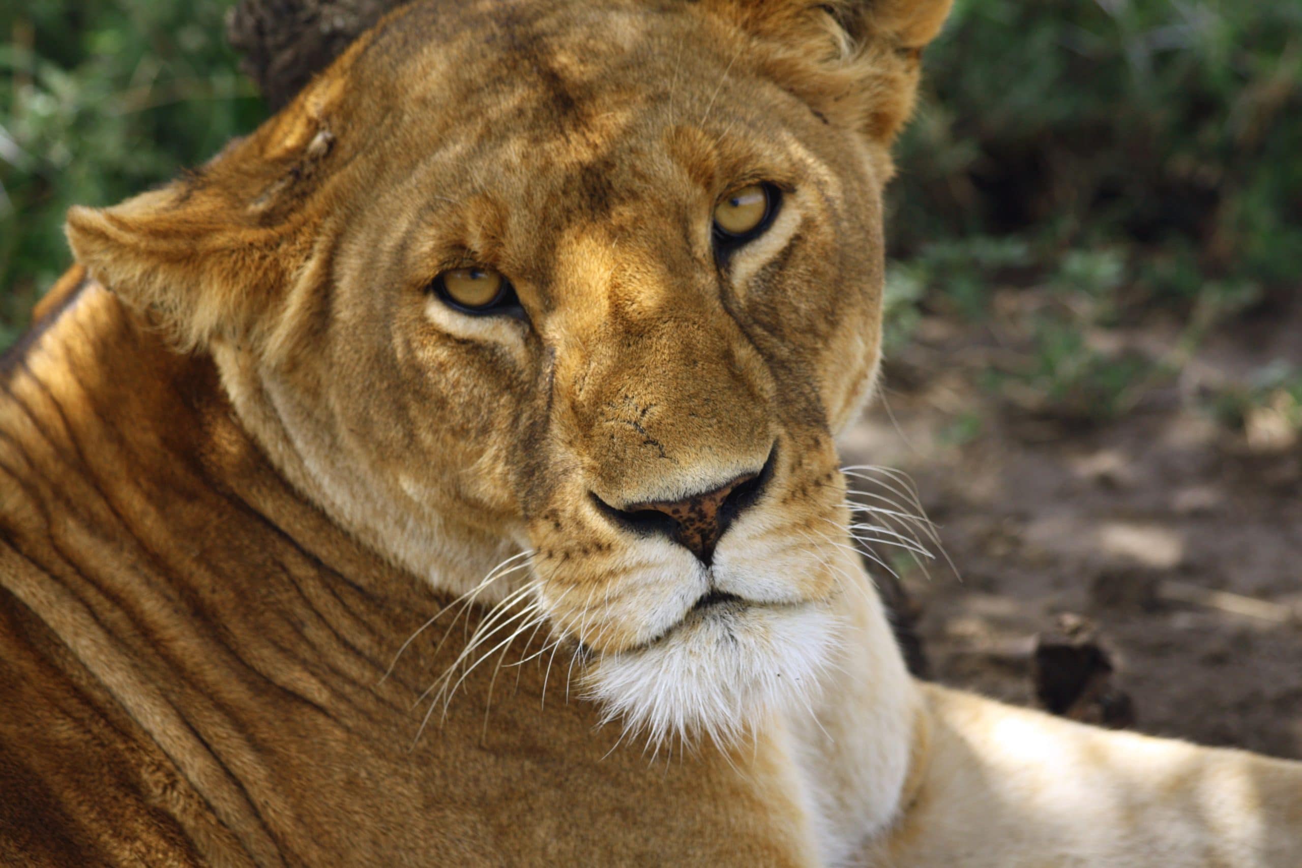 Best motorbike motorcycle adventure off-road tours safaris Tanzania 4strokemaasai Limited Serengeti National parks