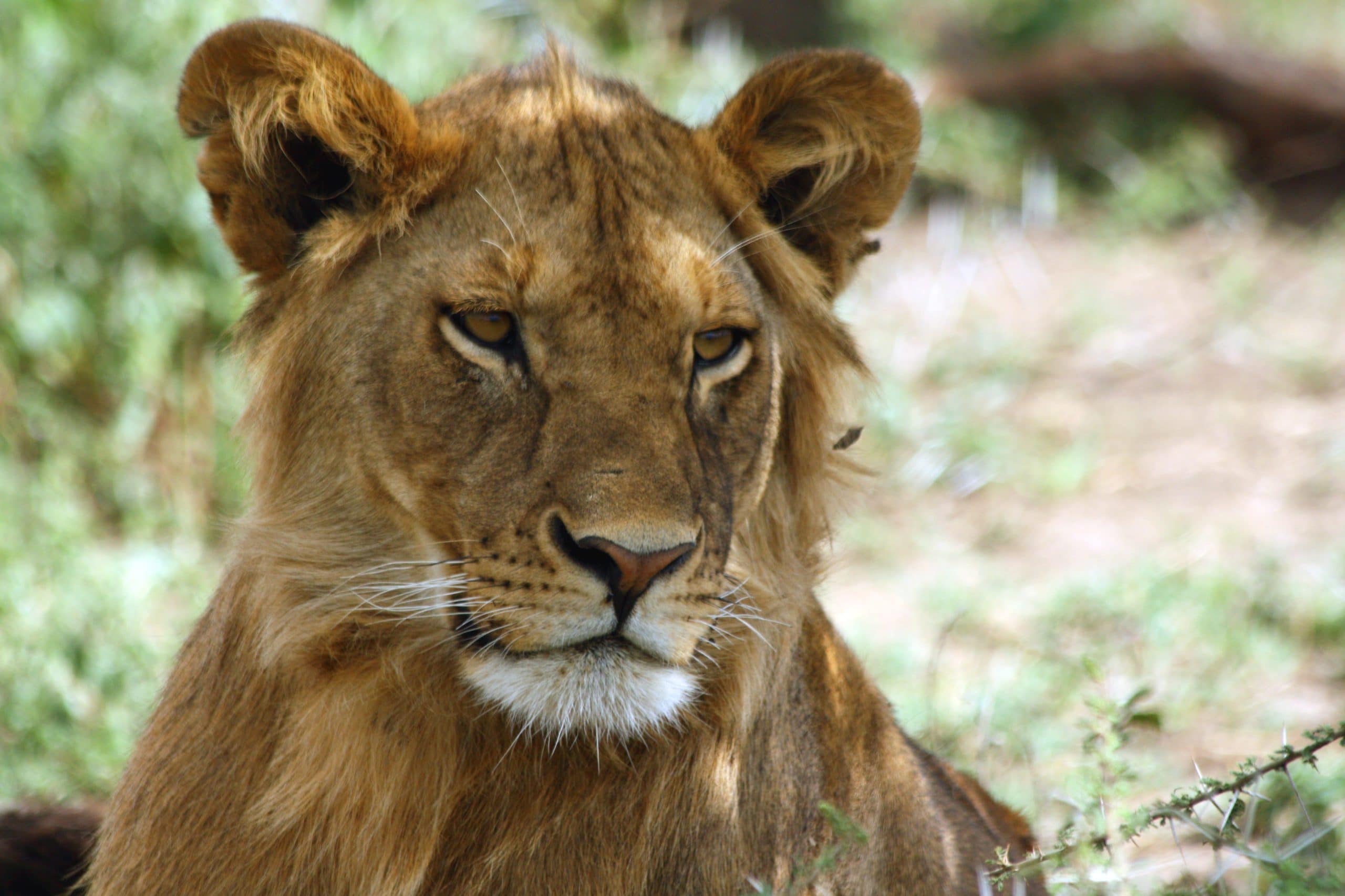 Best motorbike motorcycle adventure off-road tours safaris Tanzania 4strokemaasai Limited Serengeti National parks