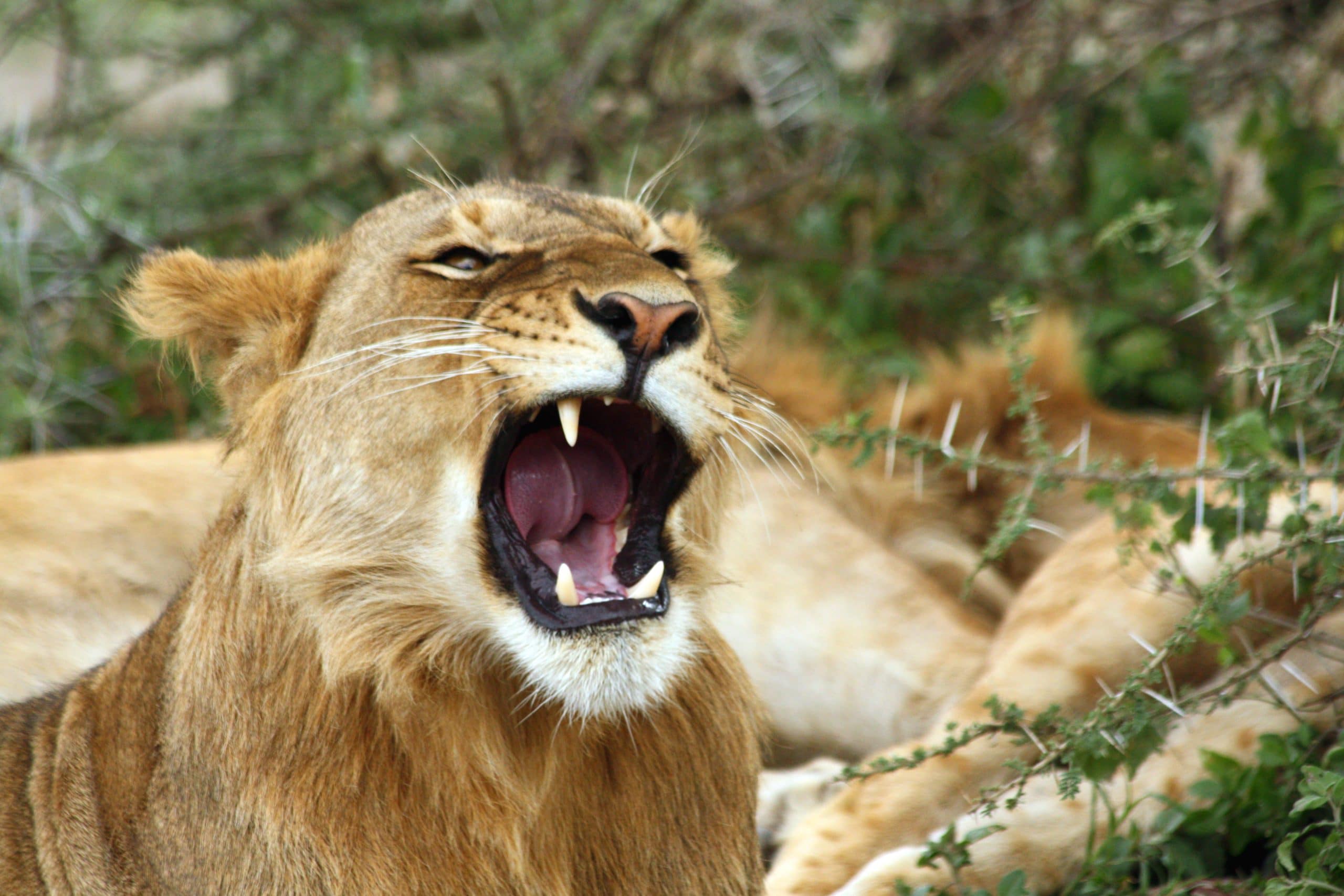 Best motorbike motorcycle adventure off-road tours safaris Tanzania 4strokemaasai Limited Serengeti National parks