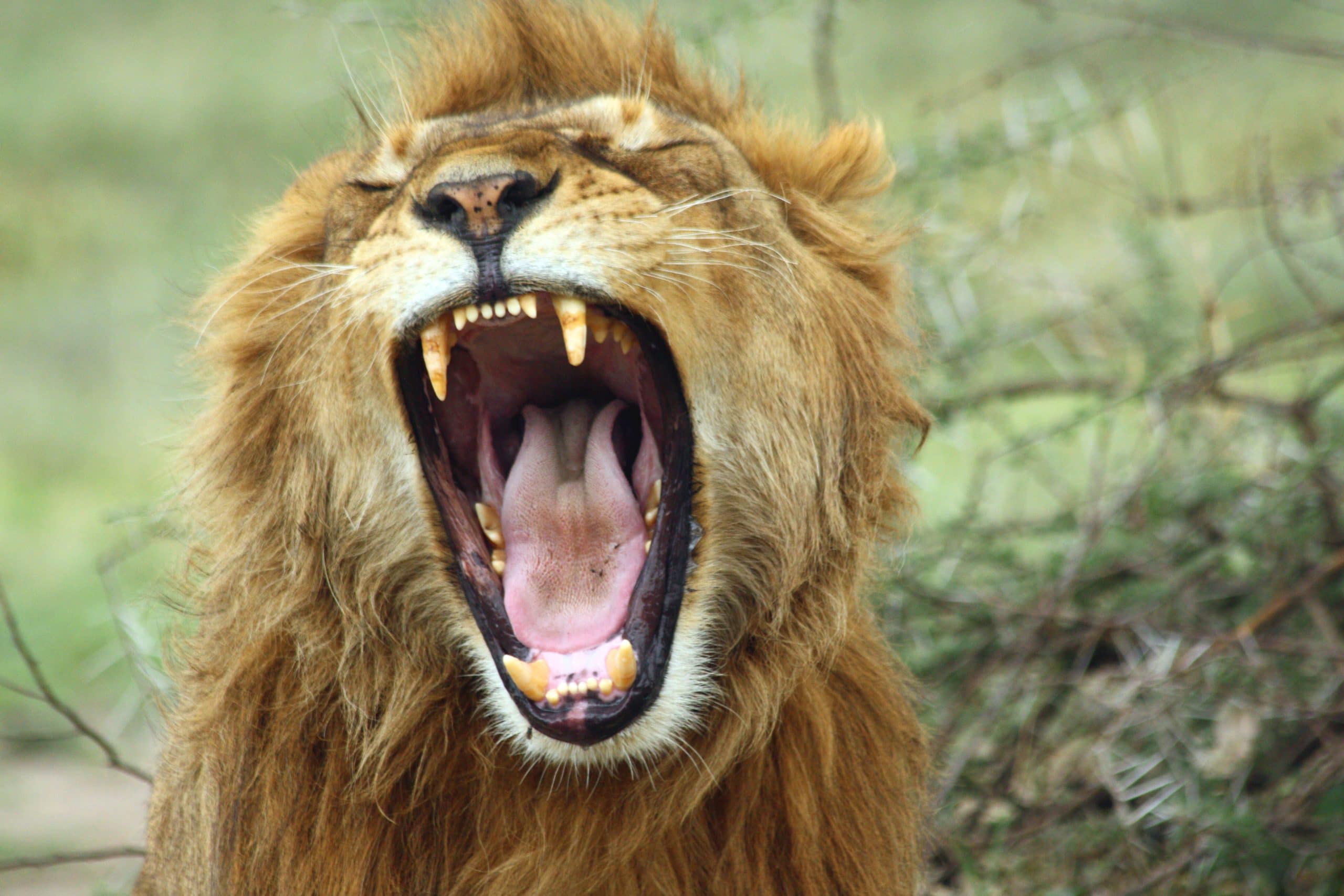 Best motorbike motorcycle adventure off-road tours safaris Tanzania 4strokemaasai Limited Serengeti National parks