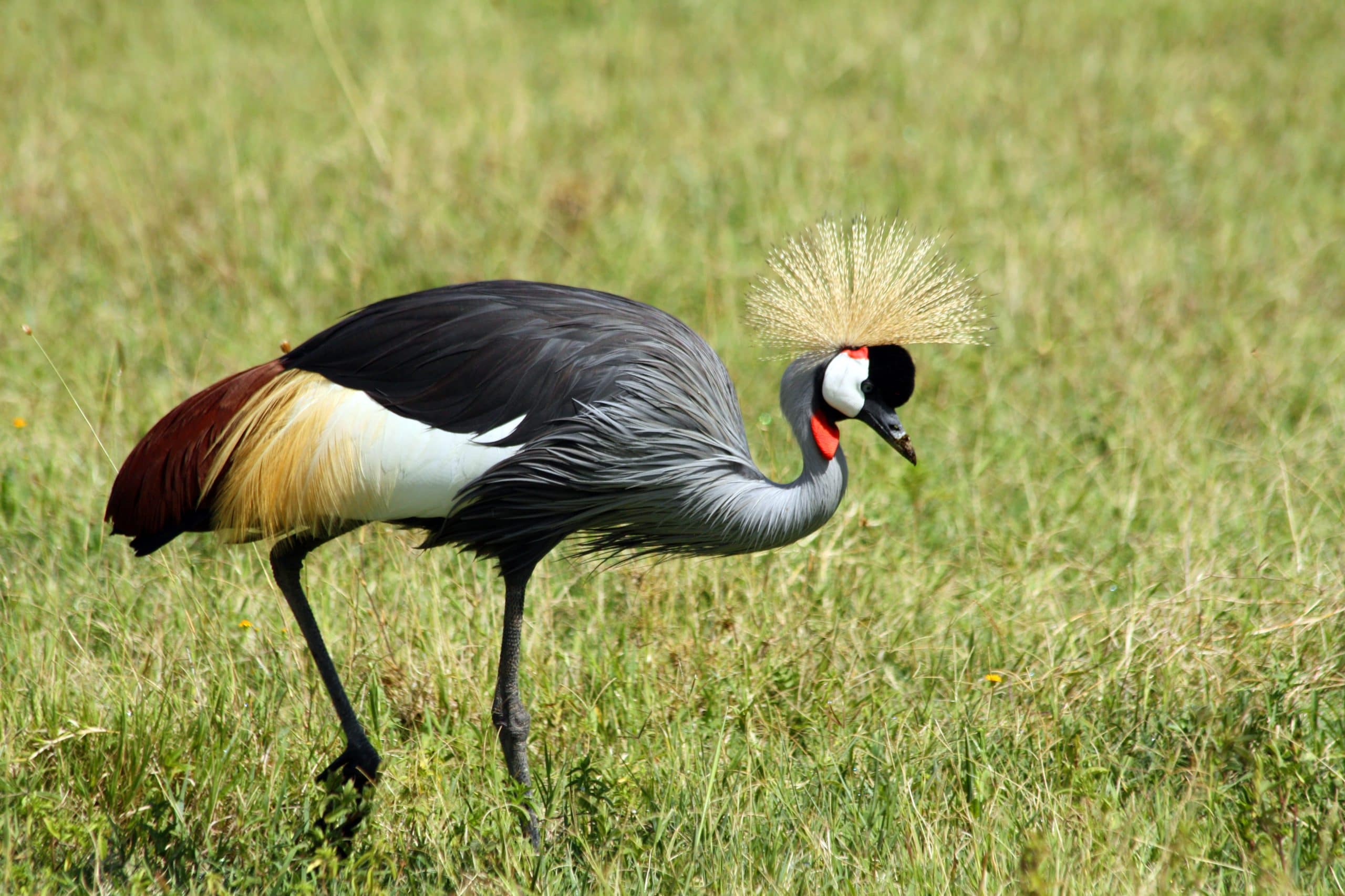 Best motorbike motorcycle adventure off-road tours safaris Tanzania 4strokemaasai Limited Serengeti National parks