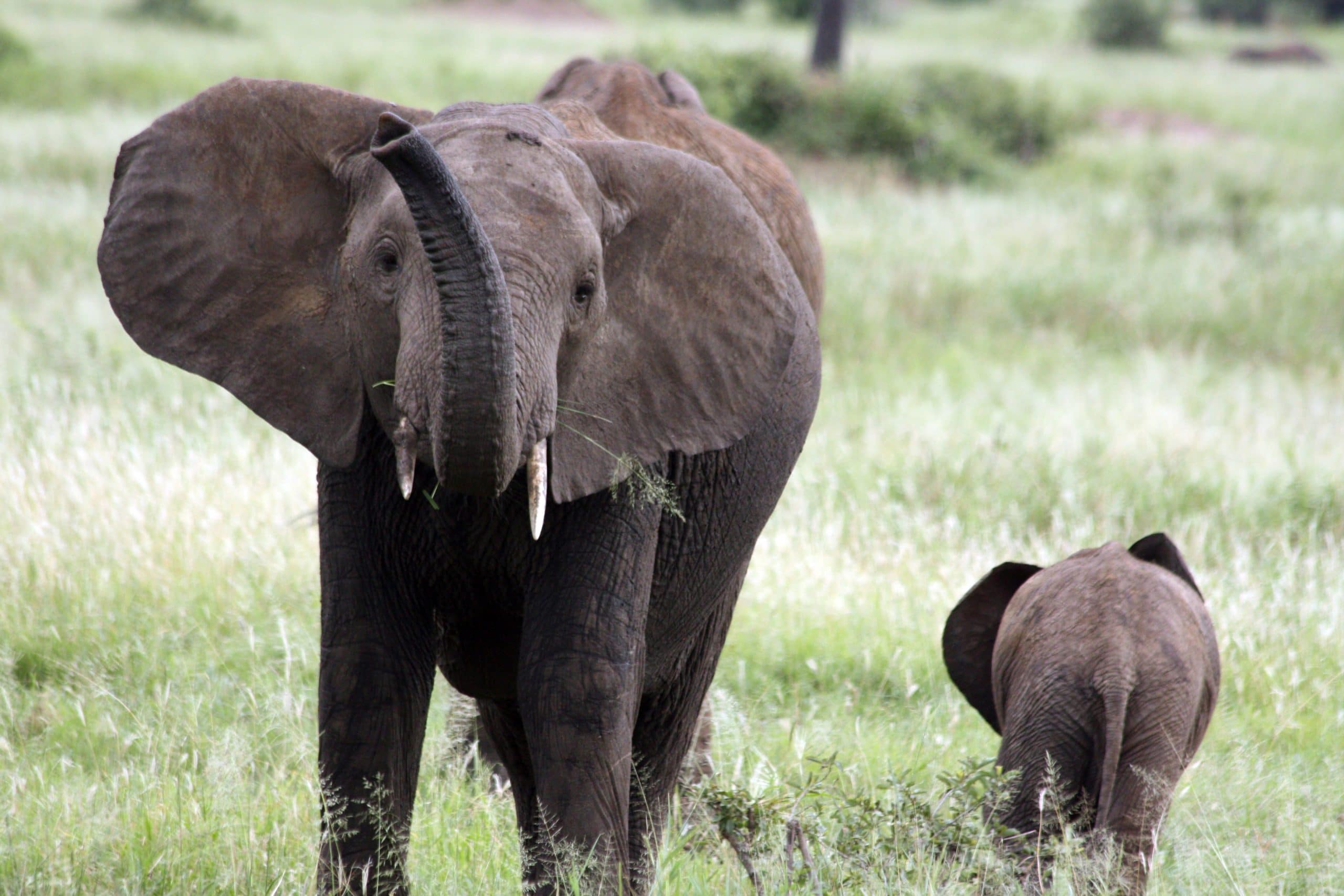 Best motorbike motorcycle adventure off-road tours safaris Tanzania 4strokemaasai Limited Serengeti National parks