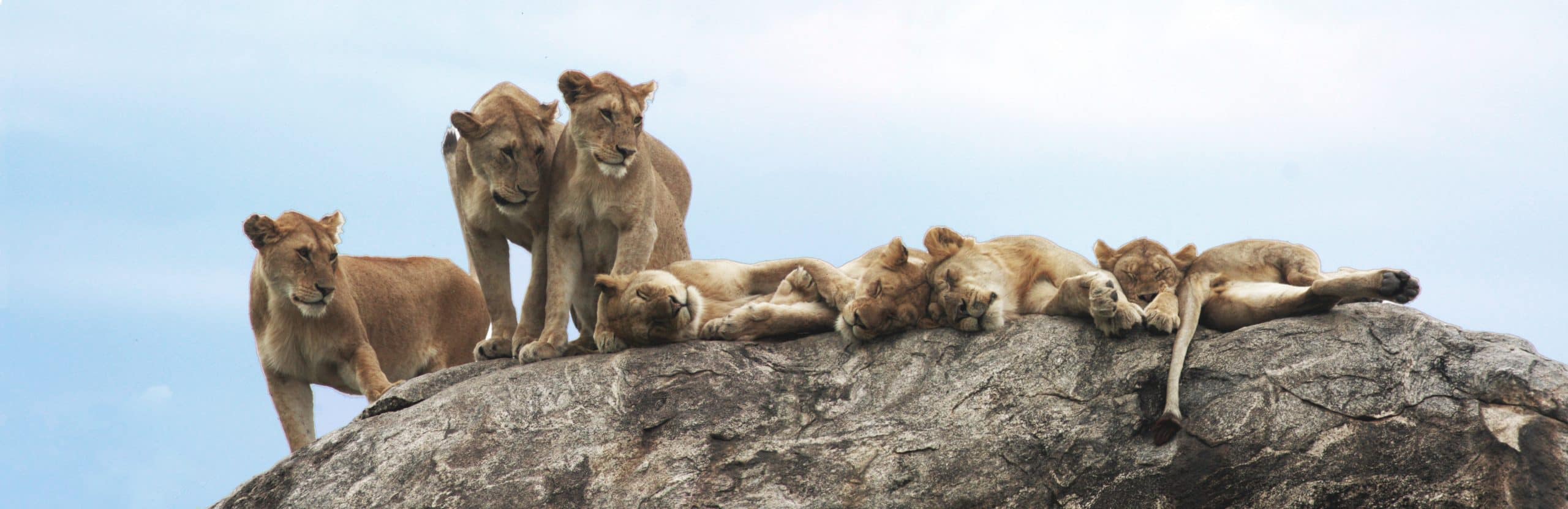Best motorbike motorcycle adventure off-road tours safaris Tanzania 4strokemaasai Limited Serengeti National parks