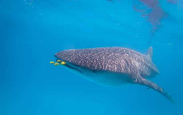 motorbikeke motorcycle adventure off-road tours safaris Tanzania 4strokemaasai Limited Experience Zanzibar. Whale Shark