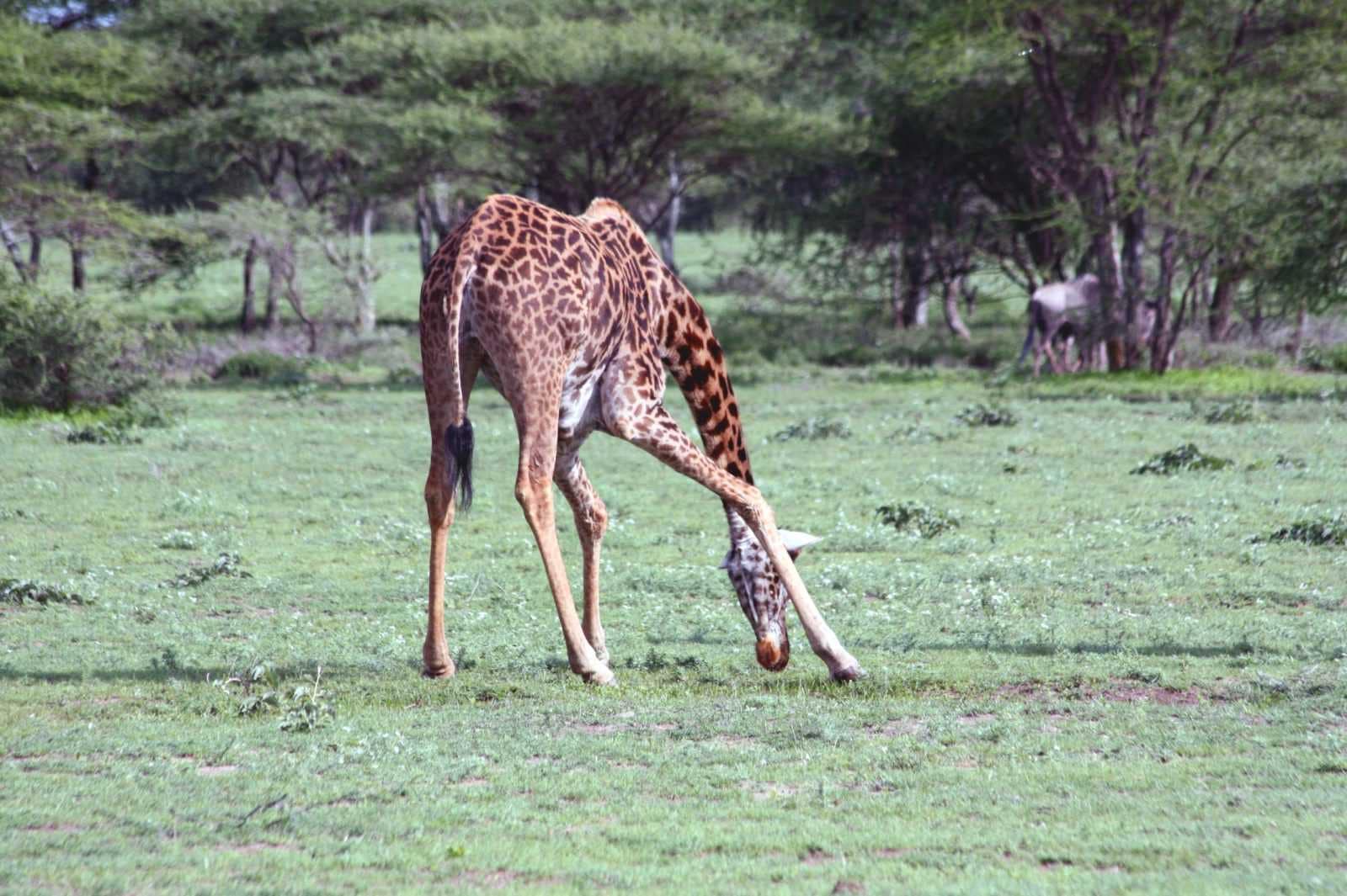 IMG_5512 Best motorbike motorcycle adventure off-road tours safaris Tanzania 4strokemaasai Limited Serengeti National parks