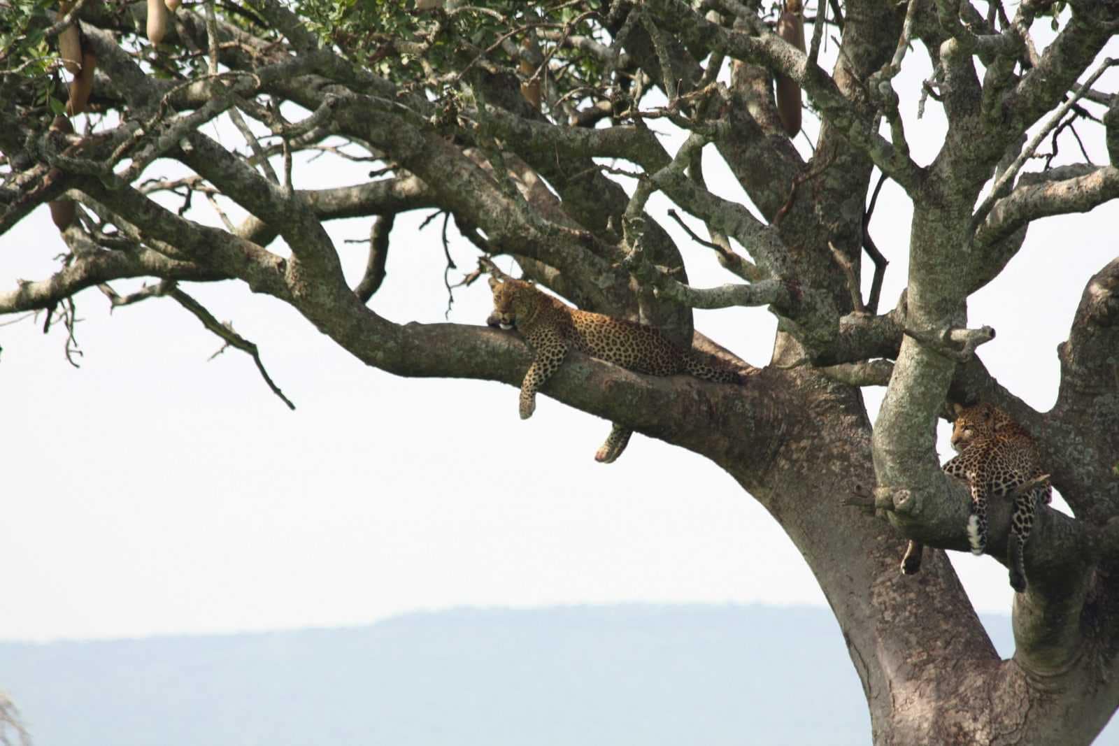 IMG_5593 Best motorbike motorcycle adventure off-road tours safaris Tanzania 4strokemaasai Limited Serengeti National parks