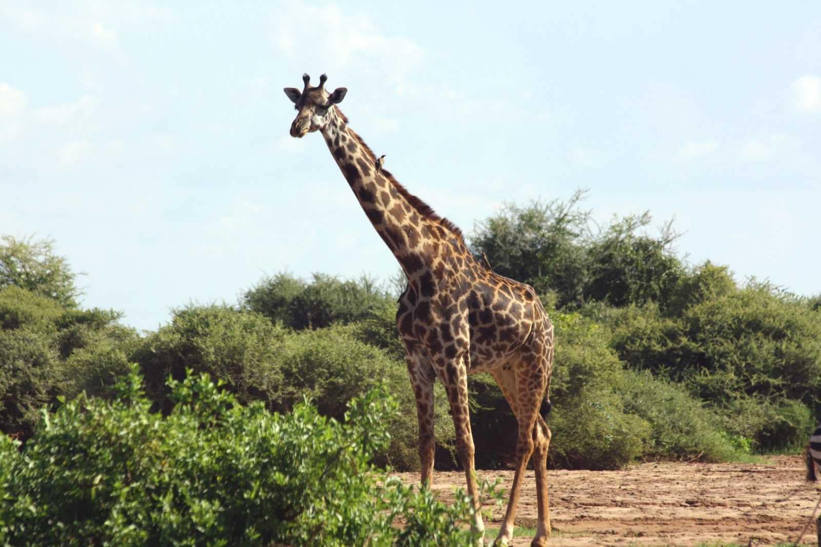 IMG_7507 Best motorbike motorcycle adventure off-road tours safaris Tanzania 4strokemaasai Limited Serengeti National parks