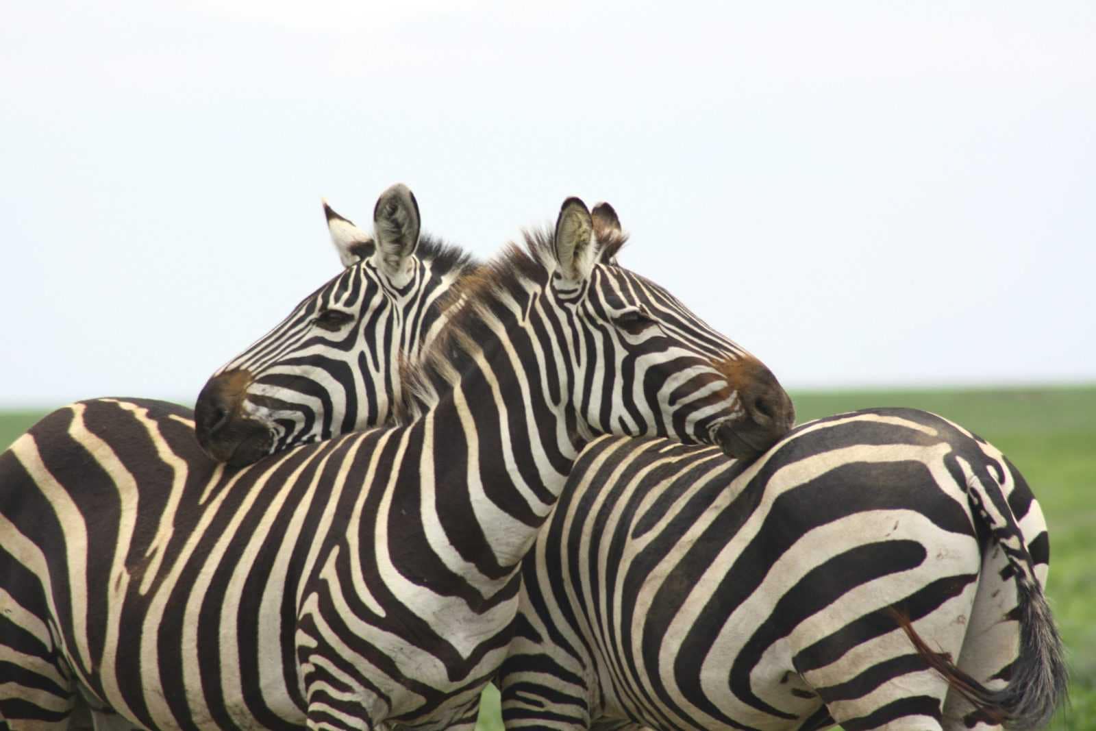 IMG_7600 Best motorbike motorcycle adventure off-road tours safaris Tanzania 4strokemaasai Limited Serengeti National parks