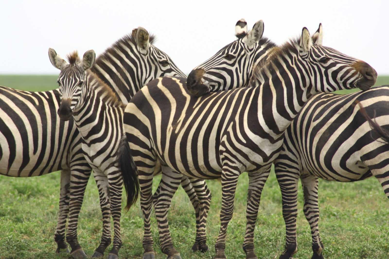 IMG_7604 Best motorbike motorcycle adventure off-road tours safaris Tanzania 4strokemaasai Limited Serengeti National parks