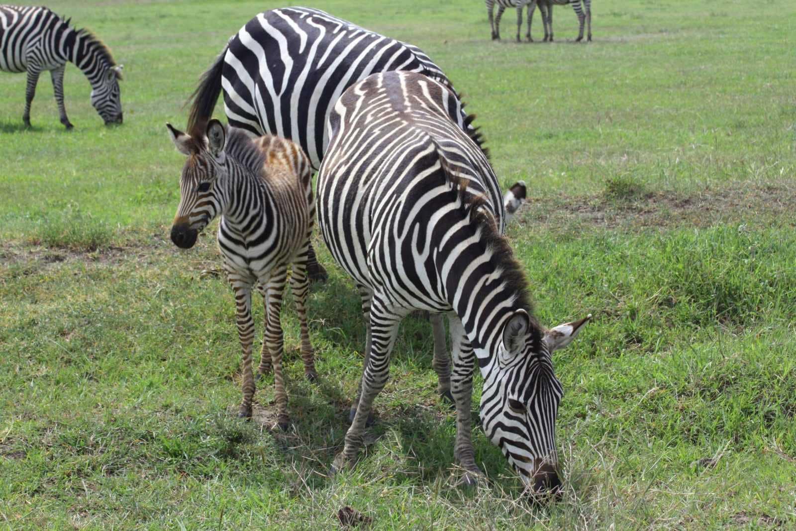 IMG_8468 Best motorbike motorcycle adventure off-road tours safaris Tanzania 4strokemaasai Limited Serengeti National parks