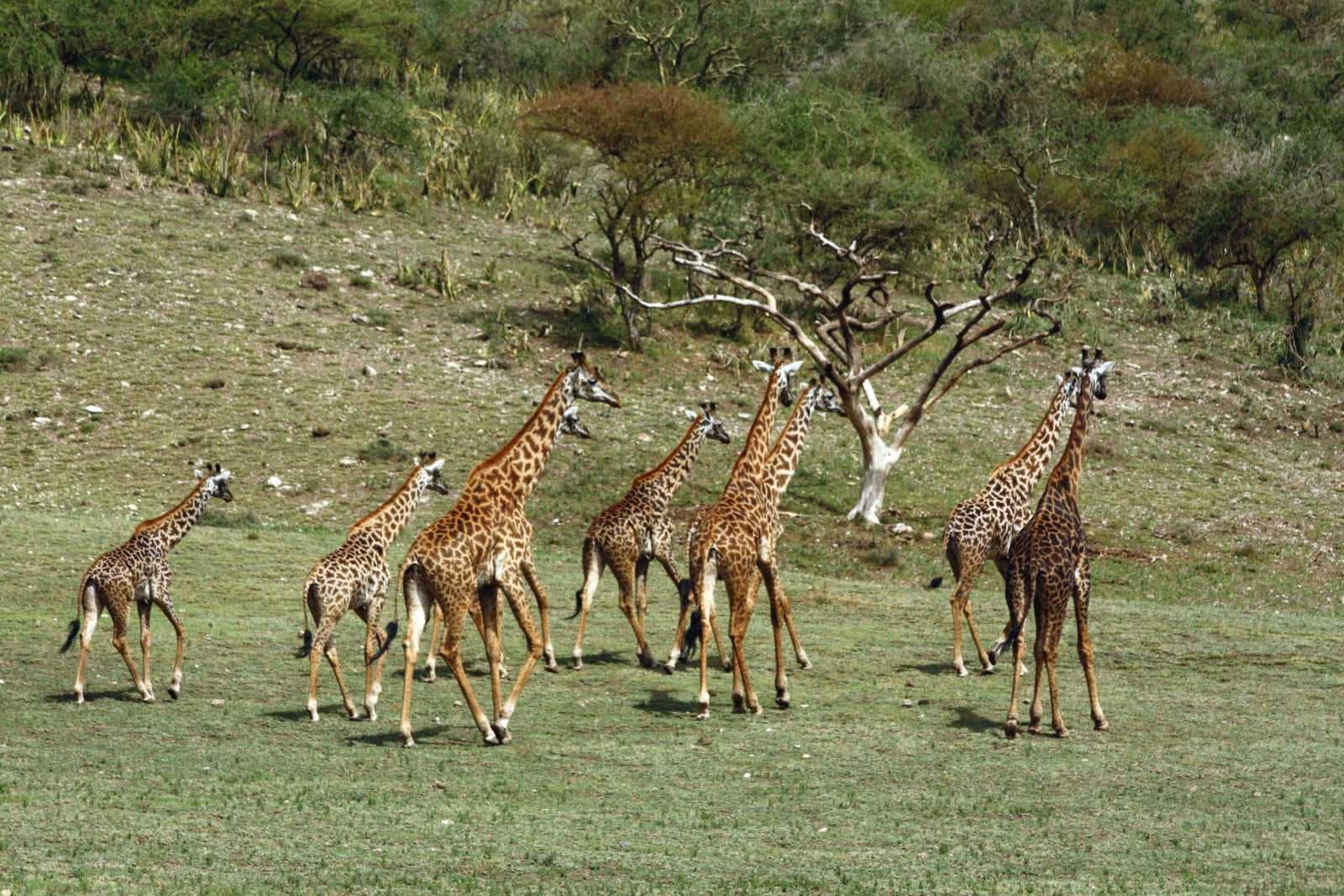 IMG_9195 Best motorbike motorcycle adventure off-road tours safaris Tanzania 4strokemaasai Limited Serengeti National parks