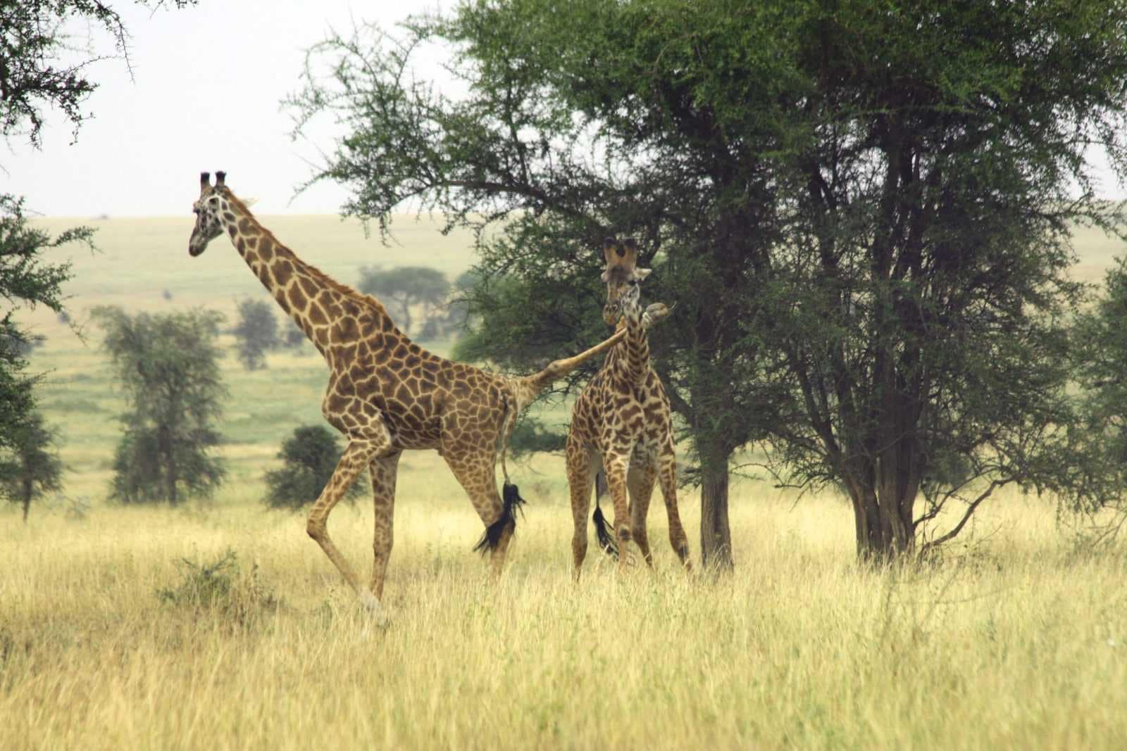 IMG_9502 Best motorbike motorcycle adventure off-road tours safaris Tanzania 4strokemaasai Limited Serengeti National parks