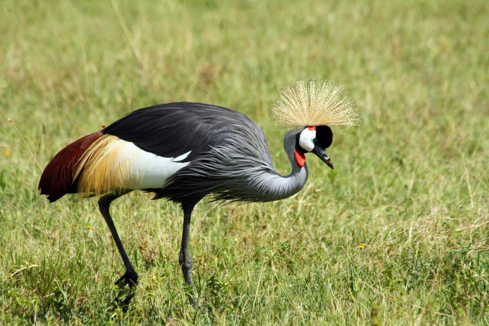 IMG_9579 Best motorbike motorcycle adventure off-road tours safaris Tanzania 4strokemaasai Limited Serengeti National parks