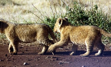 Luxury Motorbike safari Best motorbike motorcycle adventure off-road tours safaris Tanzania 4strokemaasai Limited Serengeti National parks