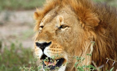 Luxury Motorbike safari Best motorbike motorcycle adventure off-road tours safaris Tanzania 4strokemaasai Limited Serengeti National parks