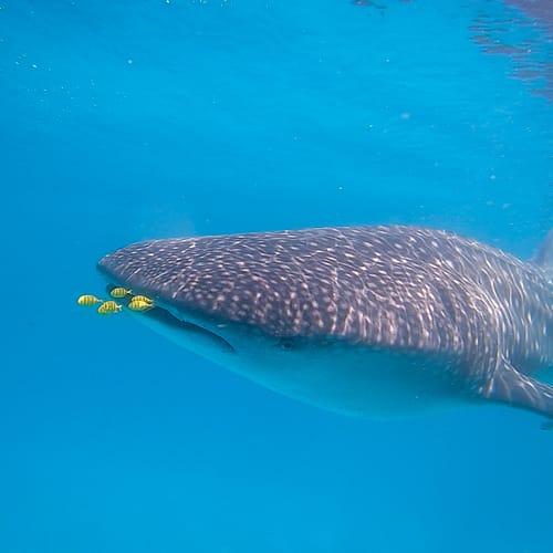 motorbikeke motorcycle adventure off-road tours safaris Tanzania 4strokemaasai Limited Experience Zanzibar. Whale Shark