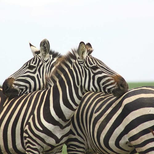 Best motorbike motorcycle adventure off-road tours safaris Tanzania 4strokemaasai Limited Serengeti National parks