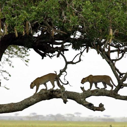 Best motorbike motorcycle adventure off-road tours safaris Tanzania 4strokemaasai Limited Serengeti National parks 7-day Tanzania safari