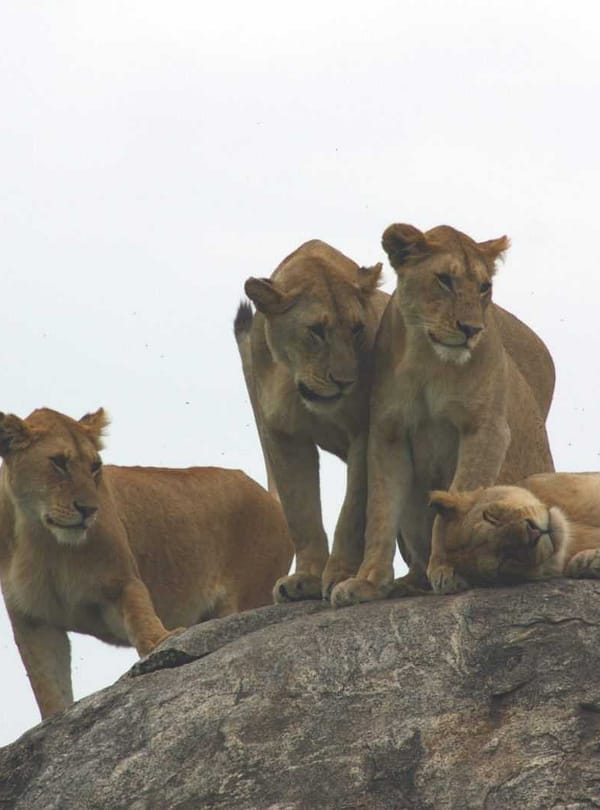 Best motorbike motorcycle adventure off-road tours safaris Tanzania 4strokemaasai Limited Serengeti National parks