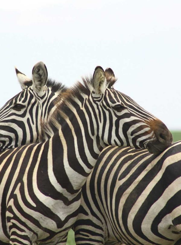 Best motorbike motorcycle adventure off-road tours safaris Tanzania 4strokemaasai Limited Serengeti National parks