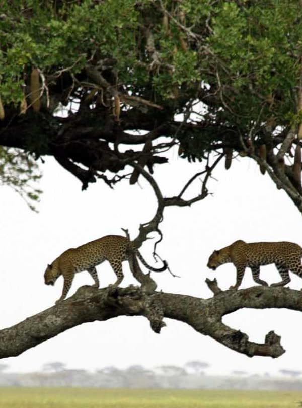 Best motorbike motorcycle adventure off-road tours safaris Tanzania 4strokemaasai Limited Serengeti National parks 7-day Tanzania safari