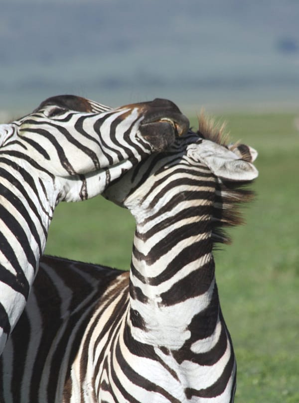 Best Motorbike Adventures and Tours in Tanzania adventure off-road tours safaris Tanzania 4strokemaasai Limited Serengeti National parks