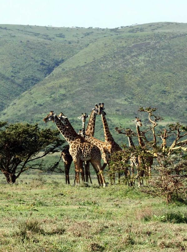 Best motorbike motorcycle adventure off-road tours safaris Tanzania 4strokemaasai Limited Serengeti National parks