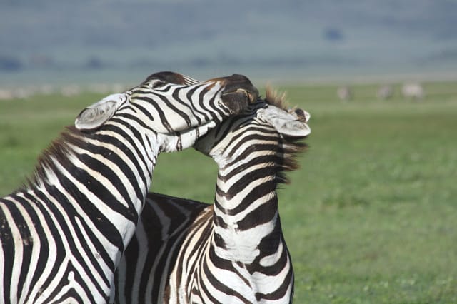 Best Motorbike Adventures and Tours in Tanzania adventure off-road tours safaris Tanzania 4strokemaasai Limited Serengeti National parks