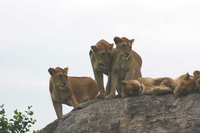 Best motorbike motorcycle adventure off-road tours safaris Tanzania 4strokemaasai Limited Serengeti National parks