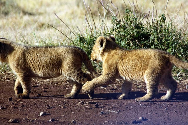 Luxury Motorbike safari Best motorbike motorcycle adventure off-road tours safaris Tanzania 4strokemaasai Limited Serengeti National parks