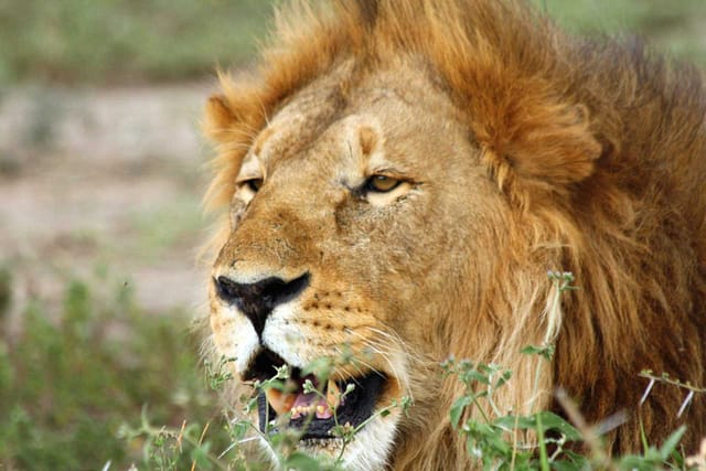 Luxury Motorbike safari Best motorbike motorcycle adventure off-road tours safaris Tanzania 4strokemaasai Limited Serengeti National parks