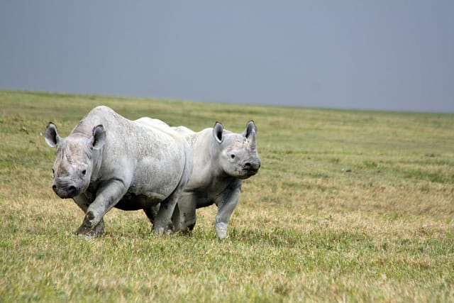 Best Motorbike Adventures and Tours in Tanzania Best motorbike motorcycle adventure off-road tours safaris Tanzania 4strokemaasai Limited Serengeti National parks 7-day Tanzania safari Home About Us