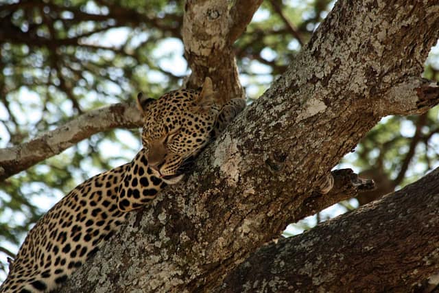 Best motorbike motorcycle adventure off-road tours safaris Tanzania 4strokemaasai Limited Serengeti National parks