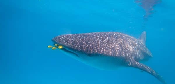 Mafia Island motorbikeke motorcycle adventure off-road tours safaris Tanzania 4strokemaasai Limited Experience Zanzibar. Whale Shark