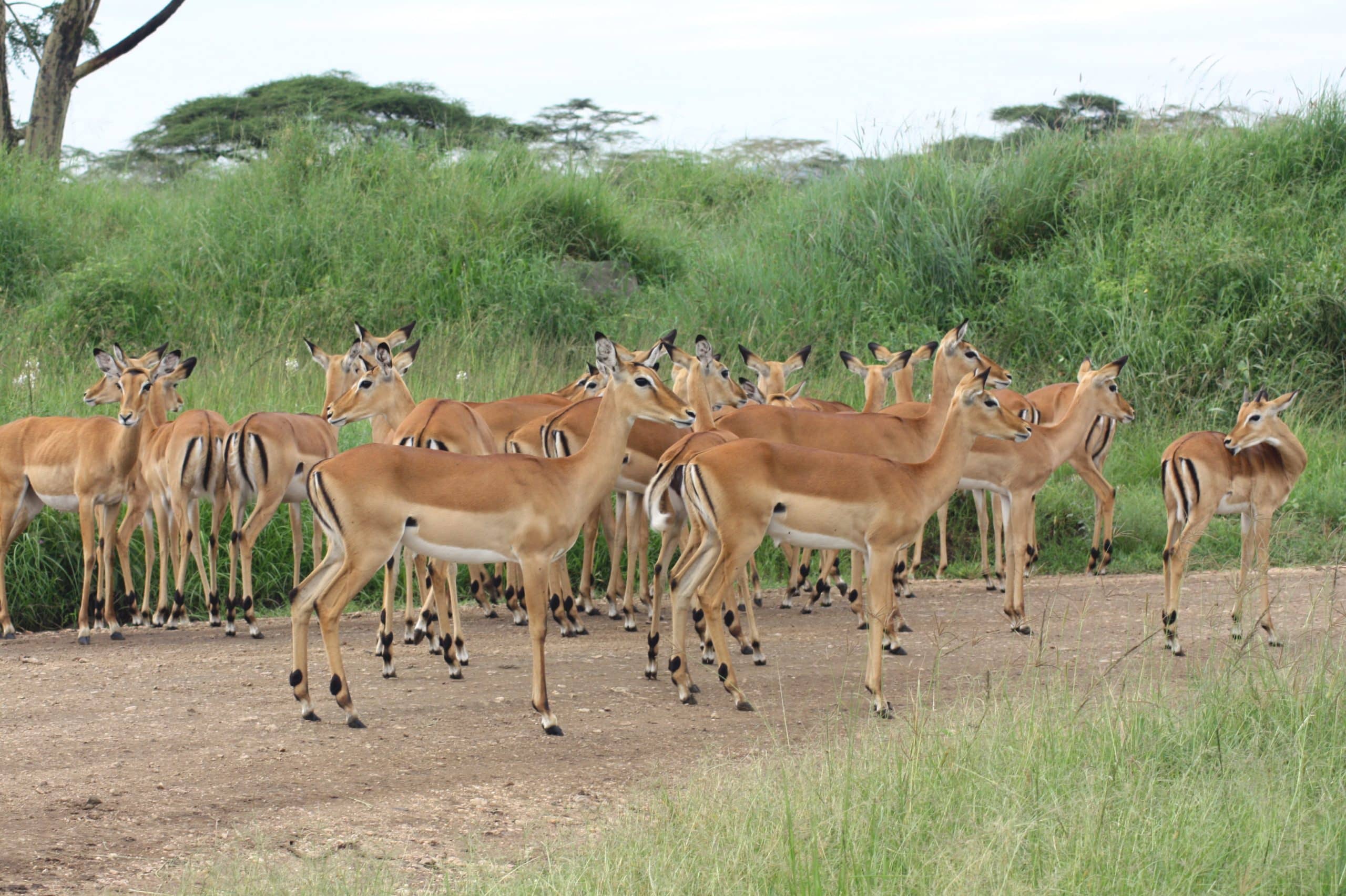 Best motorbike motorcycle adventure off-road tours safaris Tanzania 4strokemaasai Limited Serengeti National parks